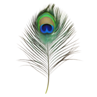 Vibrant peacock feather with striking color patterns png