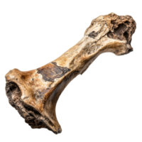 Large fossilized bone specimen with detailed texture png