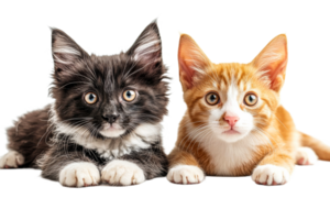 Kittens playfully resting together on a soft surface png