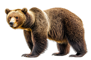 Brown bear standing on a transparent background png