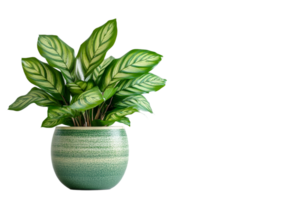 Lush green plant in textured pot with transparent background png