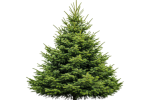 Evergreen tree with lush foliage on transparent background png