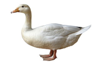 White duck standing on a transparent background png