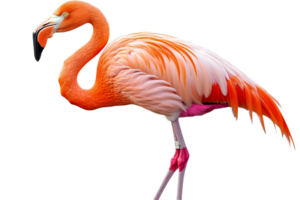 Colorful flamingo on a transparent background png
