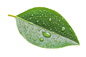 Fresh green leaf with droplets, cut out transparent png