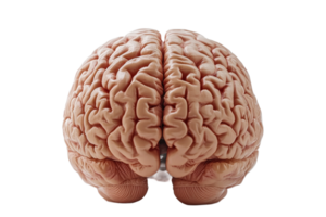 Transparent background for realistic brain model png
