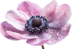 Beautiful pink anemone flower with delicate petals in bloom png