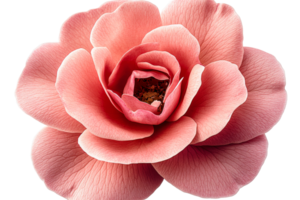 A stunning pink rose blooms with layers of delicate petals png