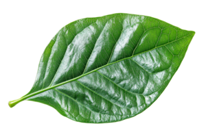 Green leaf with smooth texture on clear background png