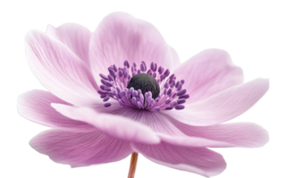 Soft pink flower on a clear background png
