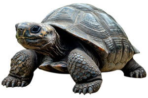 Detailed turtle sculpture with intricate features png