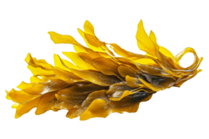 Seaweed with a transparent background for culinary use png