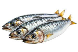 Freshly caught mackerel on a transparent background png