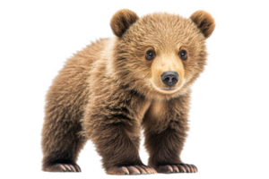 Cute bear cub standing on soft paws with friendly expression png