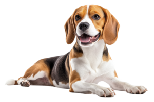 Beagle dog lying down with a happy expression png