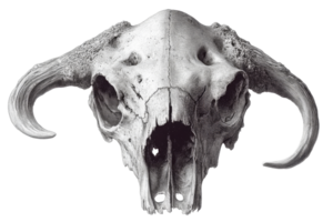 Detailed view of a buffalo skull with distinct features png