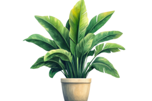 Lush green plant in simple pot with transparent background png