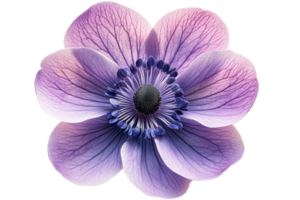 Purple flower with delicate petals and texture details png