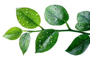 Fresh green leaves with droplets on a transparent background png
