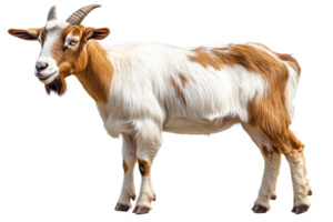 Goat on transparent background with brown and white fur png