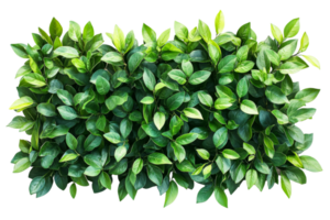 Lush green leaves with a transparent background, cut out png