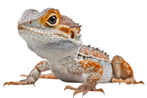Colorful lizard resting calmly on a flat surface png