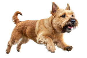 Dog joyfully running with energy and excitement png