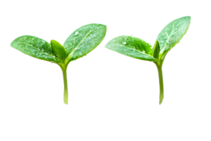 Green seedlings with droplets on a clear background png