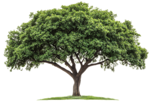 Lush green tree with a wide canopy in natural setting png