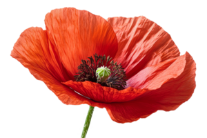 Bright red poppy flower with intricate details png