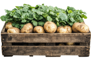 Freshly harvested potatoes and spinach in wooden crate png