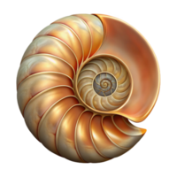 vibrant vintage Nautilus Shell Spiral Isolated with Detailed Texture high quality png