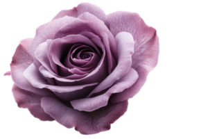 Lavender rose with delicate petals and soft hues png