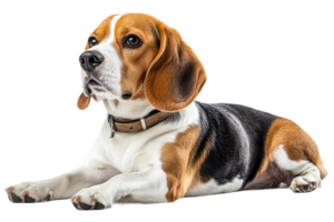 Beagle dog resting on a transparent background png