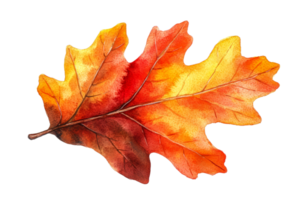 Oak leaf with autumn colors on transparent background png