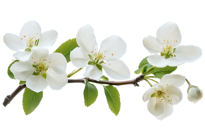 Beautiful white flowers on a branch with leaves png
