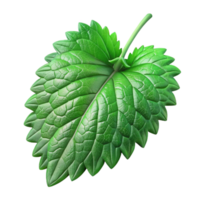 wonderful modern Nettle Leaves Isolated with Deep Green Color professional png