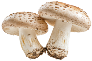 Fresh mushrooms on transparent background for culinary use png