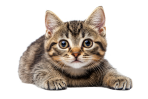 Cute tabby kitten looking curiously at the viewer png