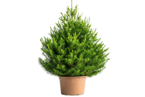 Potted evergreen shrub ready for indoor decoration png