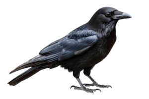 Black raven with detailed feathers on transparent background png