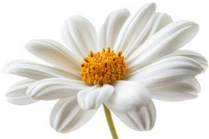 White flower with yellow center on transparent background png