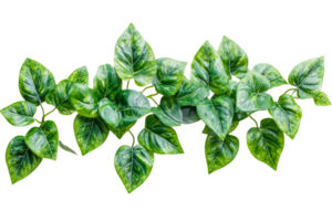 Vibrant green foliage with a transparent background png