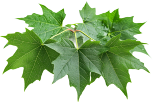 Intricate vibrant green leaves and textures png