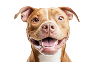 Happy brown dog smiling with joy in a bright setting png