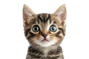 Cute kitten with big eyes looking curiously at camera png