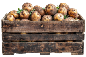 Freshly harvested potatoes in rustic wooden crate png