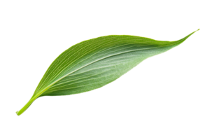 Single green leaf with smooth texture and vibrant color png