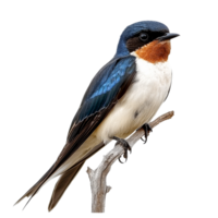 Swallow on a branch, transparent background png