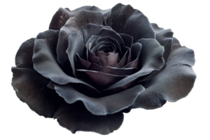 Black rose isolated on transparent background png